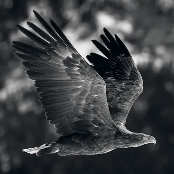 Alpine Eagle Foundation